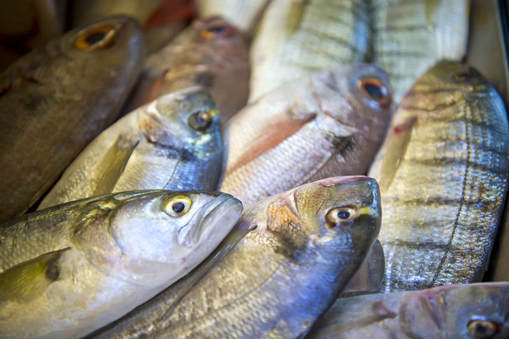 Pescato del giorno: pesce fresco appena arrivato in cucina